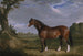 An Old Clydesdale Stallion - John Frederick Herring the Elder — artwork view