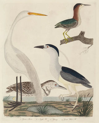 John G Warnicke - Green Heron Night Heron Young Heron and Great White Heron.webp