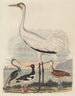 Louisiane heron painting, pie hawk, crane, and long-billed curlew - John G. Warnicke — artwork view