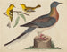 G Pigeon voyageur, paruline des montagnes et paruline à hémlock - John G. Warnicke — artwork view