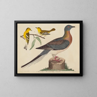 G Pigeon voyageur, paruline des montagnes et paruline à hémlock - John G. Warnicke — framed artwork on a wall