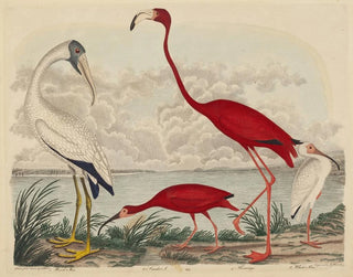 Ibis rouge, flamant et ibis blanc - John G. Warnicke — artwork view
