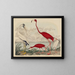 Ibis rouge, flamant et ibis blanc - John G. Warnicke — framed artwork on a wall