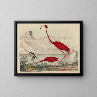 Ibis rouge, flamant et ibis blanc - John G. Warnicke — framed artwork on a wall