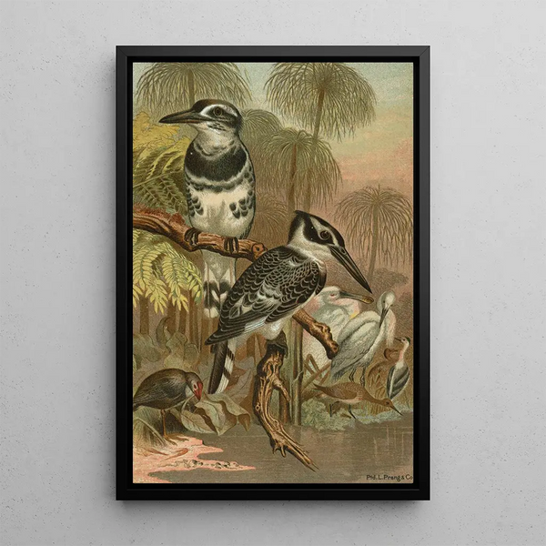 Black and White Kingfisher Painting - John George Wood — framed artwork on a wall