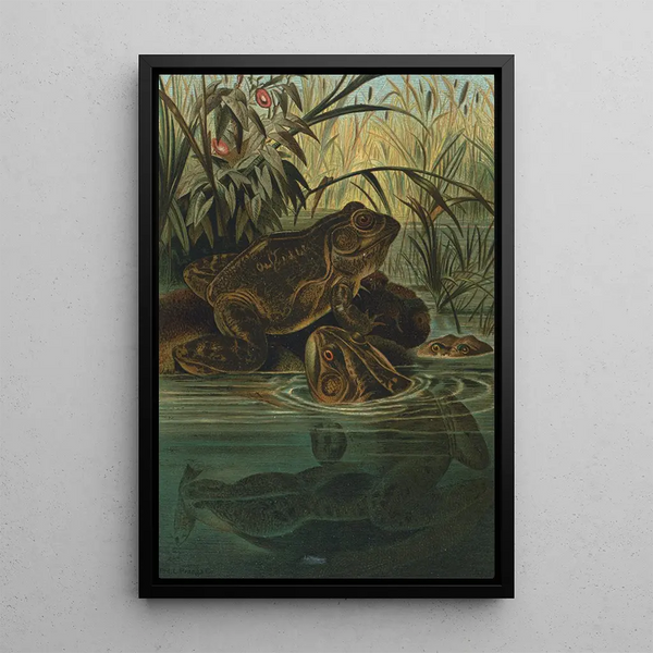 Frog-Bull - John George Wood — framed artwork on a wall