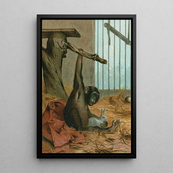 Chimpanzee - John George Wood — framed artwork on a wall