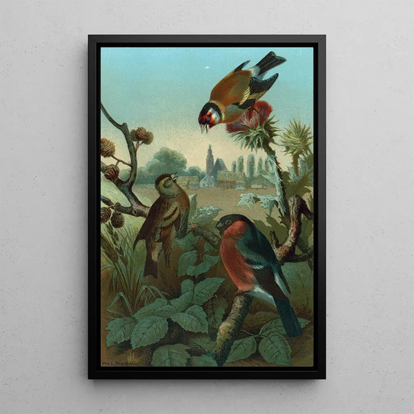 Group of Finches - John George Wood — framed artwork on a wall