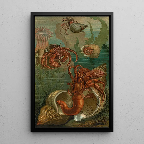 Bernard-l'ermite - John George Wood — framed artwork on a wall