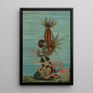 John George Wood - Holothurians and Sea Star.webp