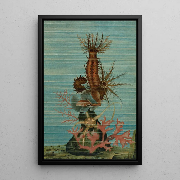 Holothuries et étoile de mer - John George Wood — framed artwork on a wall
