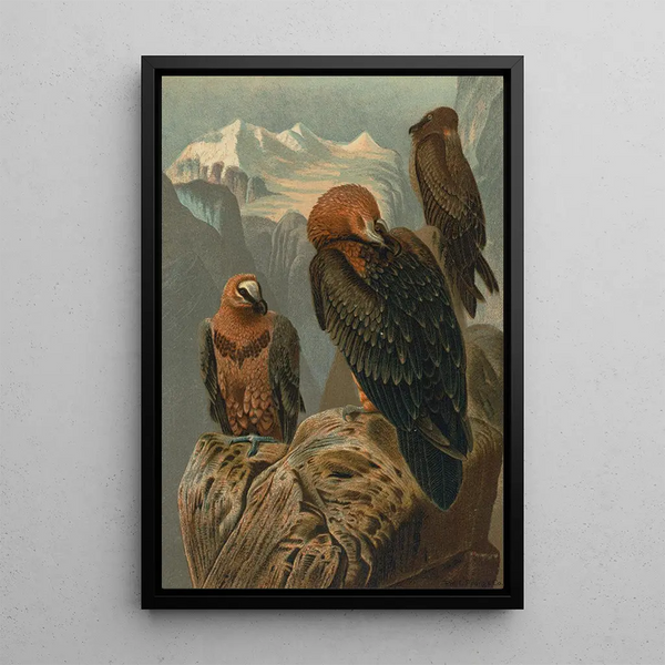 Gypaète barbu - John George Wood — framed artwork on a wall