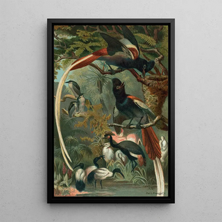 John George Wood - Paradise Flycatchers.webp