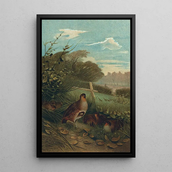Perdrix - John George Wood — framed artwork on a wall