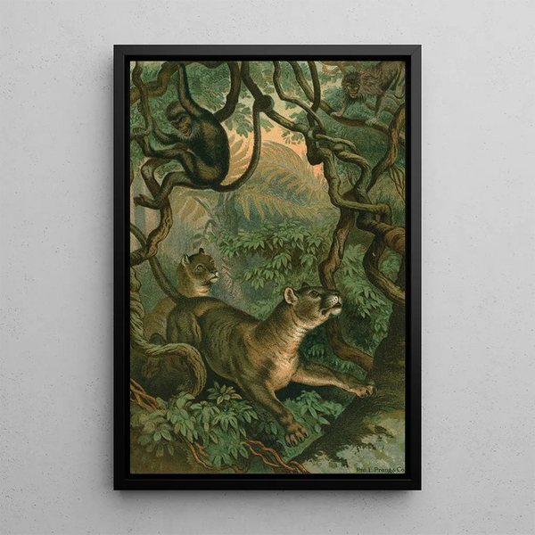 Puma - John George Wood — framed artwork on a wall
