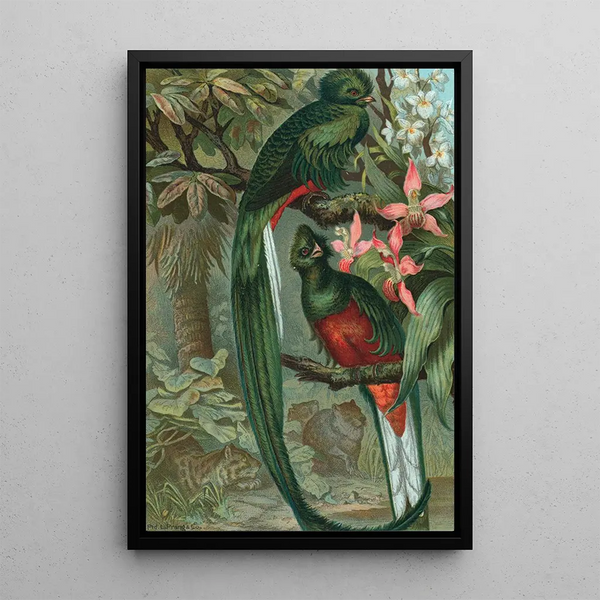 Stunning Trogon Painting - John George Wood — framed artwork on a wall