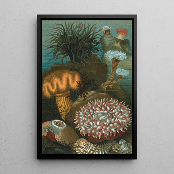 Anémones de mer - John George Wood — framed artwork on a wall