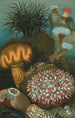 Anémones de mer - John George Wood — artwork view