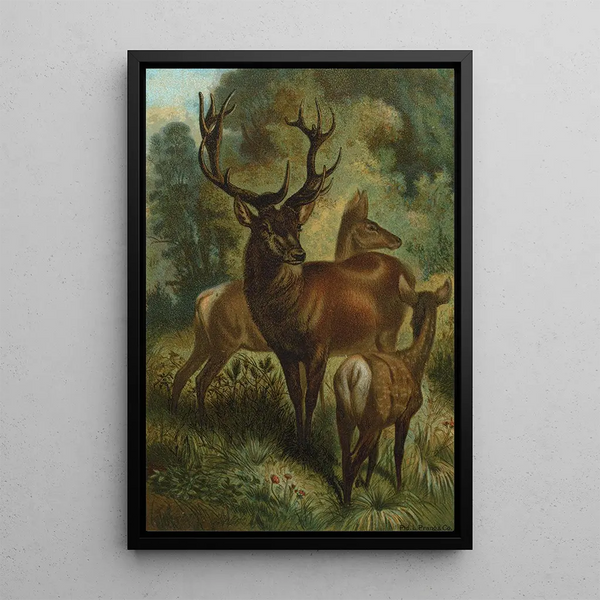 Deer - John George Wood — framed artwork on a wall
