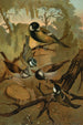 Mésanges - John George Wood — artwork view