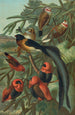 Tisserins - John George Wood — artwork view