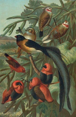 John George Wood - Weaver Birds.webp