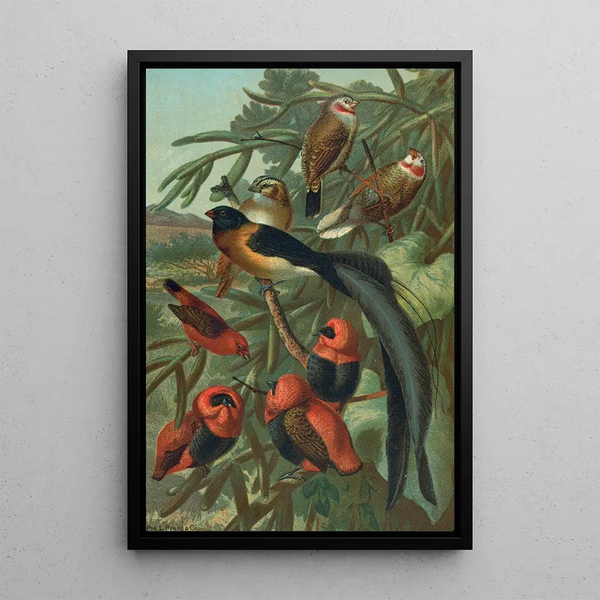 Tisserins - John George Wood — framed artwork on a wall