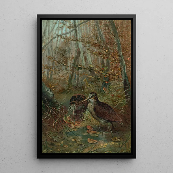 Bécasse - John George Wood — framed artwork on a wall