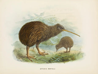 Apteryx de Mantell - John Gerrard Keulemans — artwork view