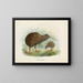 Apteryx de Mantell - John Gerrard Keulemans — framed artwork on a wall