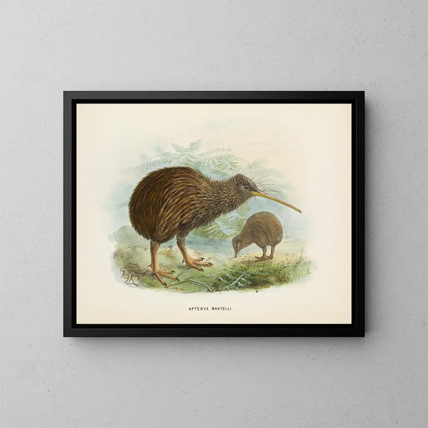 Apteryx de Mantell - John Gerrard Keulemans — framed artwork on a wall