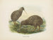 Apteryx oweni - John Gerrard Keulemans — artwork view