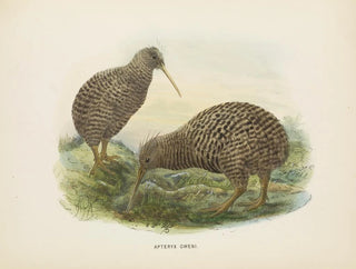 Apteryx oweni - John Gerrard Keulemans — artwork view