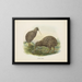 Apteryx oweni - John Gerrard Keulemans — framed artwork on a wall
