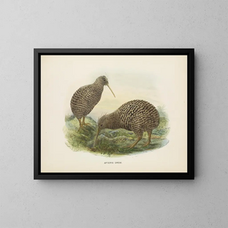 Apteryx oweni - John Gerrard Keulemans — framed artwork on a wall