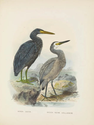 John Gerrard Keulemans - Ardea sacra and Ardea hollandiae.webp