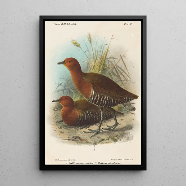 Birds of the Philippines - John Gerrard Keulemans — framed artwork on a wall