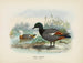 Casarca variegata male and female - John Gerrard Keulemans — artwork view