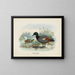 Casarca variegata male and female - John Gerrard Keulemans — framed artwork on a wall