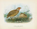 Quail of New Zealand male and female - John Gerrard Keulemans — artwork view