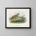 Quail of New Zealand male and female - John Gerrard Keulemans — framed artwork on a wall