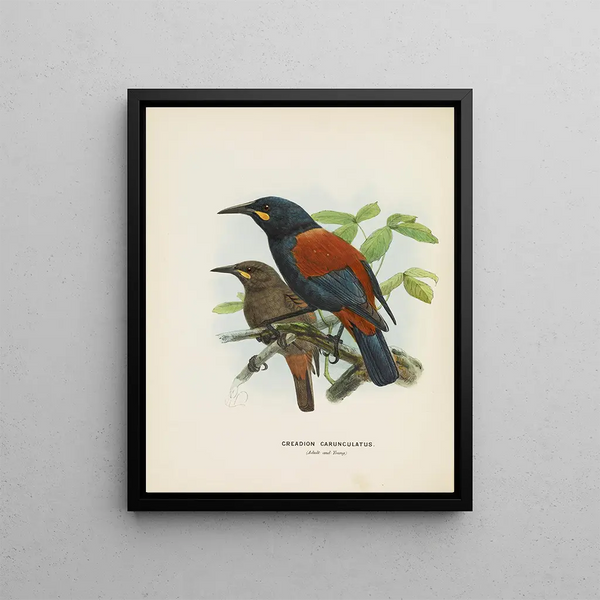 Créations carnuculatus - John Gerrard Keulemans — framed artwork on a wall