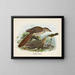 The young fed by the gray thrush - John Gerrard Keulemans — framed artwork on a wall