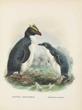 John Gerrard Keulemans - Eudyptes chrysocomus and Eudyptula minori.webp