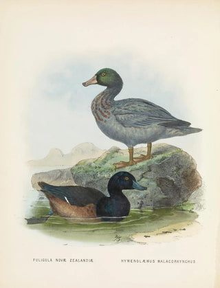 John Gerrard Keulemans - Fuligula novae zealandiae and Hymenolaemus malacorhynchus.webp