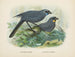 Glaucopis wilsoni and Glaucopis cinerea - John Gerrard Keulemans — artwork view
