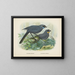 Glaucopis wilsoni and Glaucopis cinerea - John Gerrard Keulemans — framed artwork on a wall