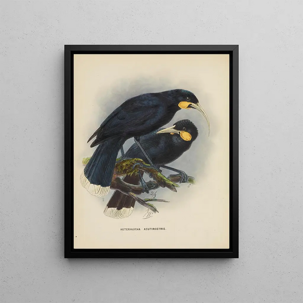 Heteralocha acutirostris - John Gerrard Keulemans — framed artwork on a wall