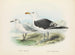 Larus bulleri and Larus dominicanus - John Gerrard Keulemans — artwork view
