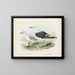 Larus bulleri and Larus dominicanus - John Gerrard Keulemans — framed artwork on a wall